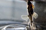 A tropical fish with distinct black, white, and yellow markings is seen underwater. The fish's delicate fins are spread open and it appears to be facing towards the camera. Light reflections and a slightly blurred background create a serene aquatic atmosphere.