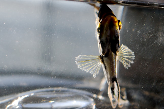 A tropical fish with distinct black, white, and yellow markings is seen underwater. The fish's delicate fins are spread open and it appears to be facing towards the camera. Light reflections and a slightly blurred background create a serene aquatic atmosphere.