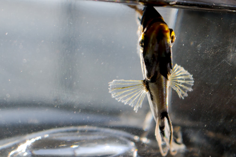 a fish swimming in a bowl of water