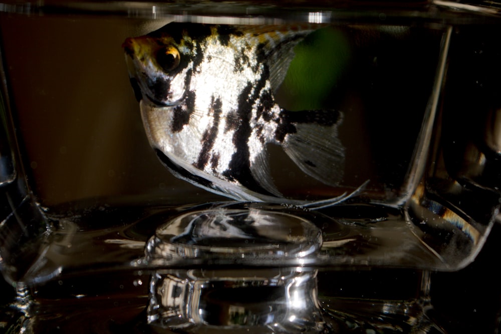 a black and white fish in a clear bowl