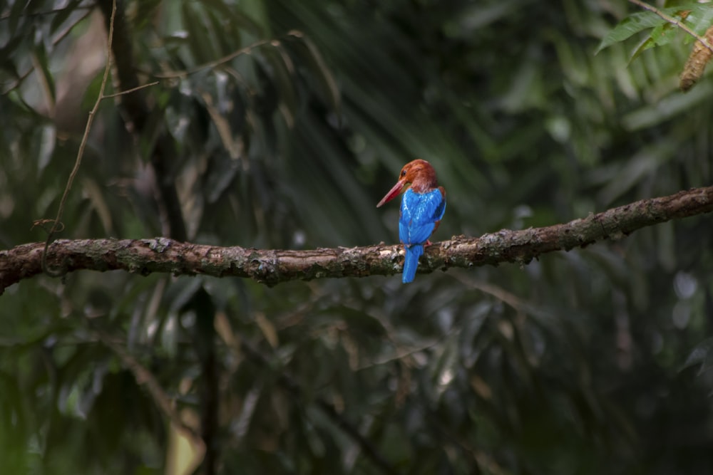 un piccolo uccello blu seduto su un ramo