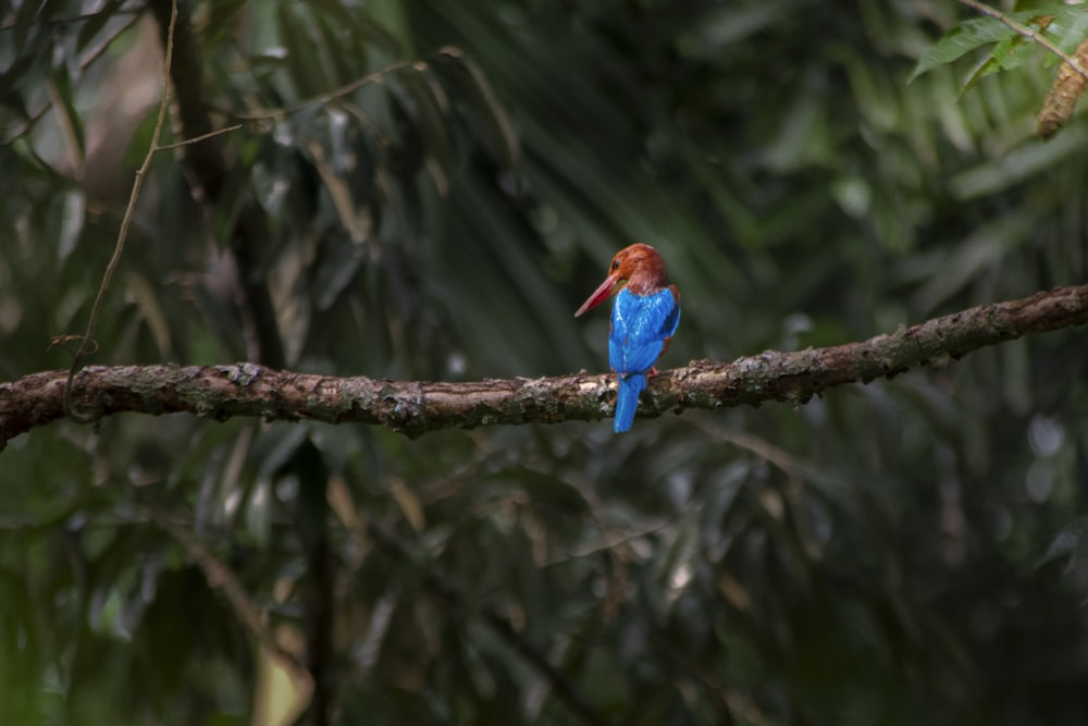 a small blue bird sitting on a branch