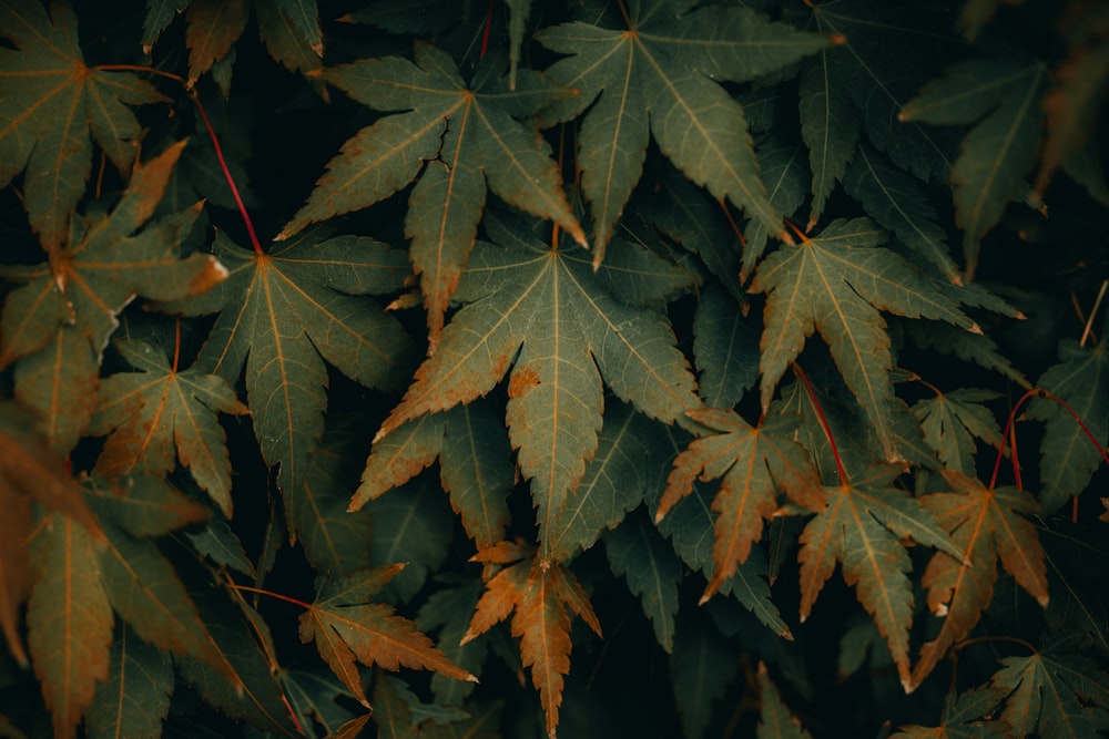 a bunch of leaves that are on a tree