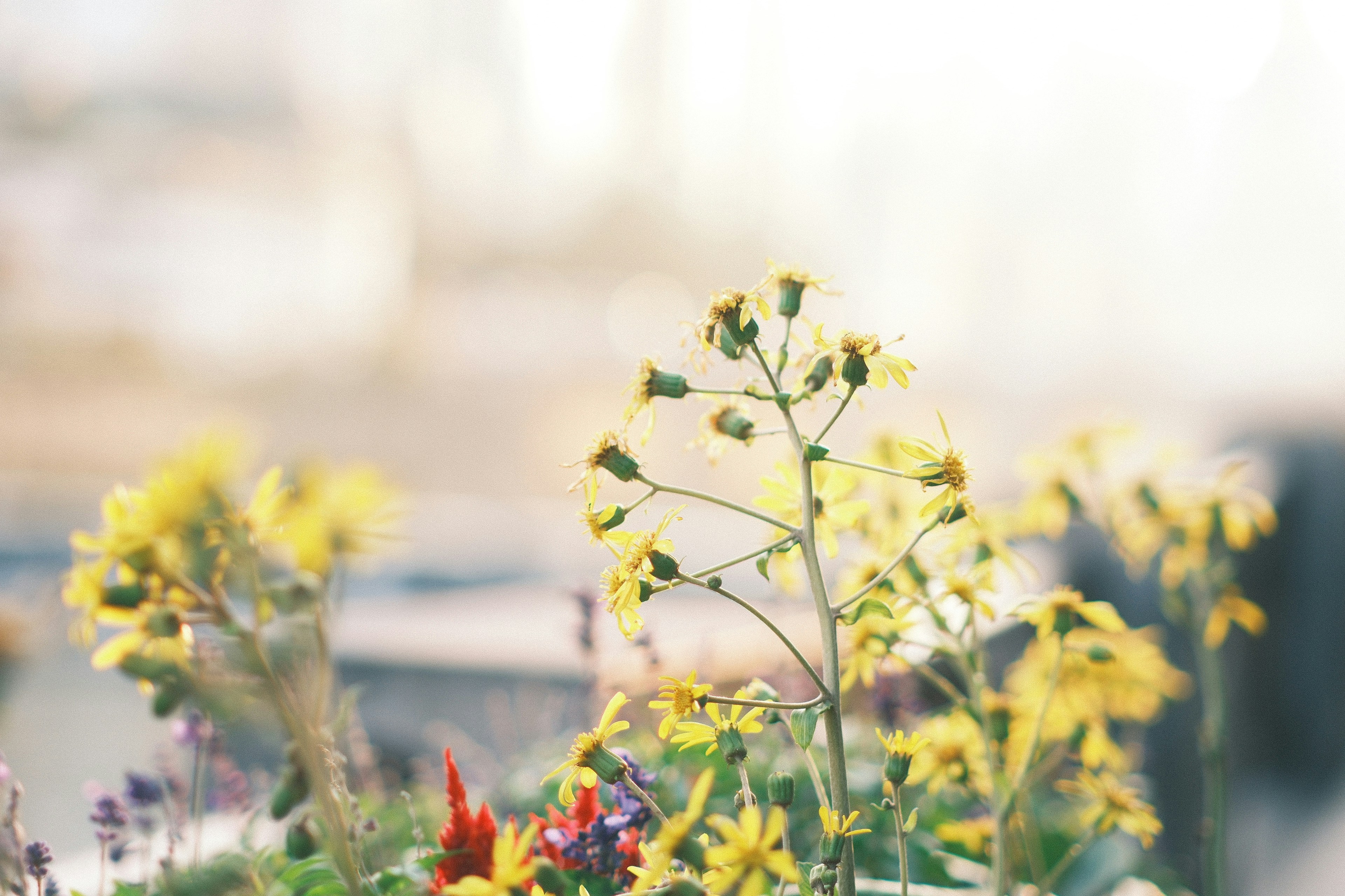 Photo by yokonoito0512