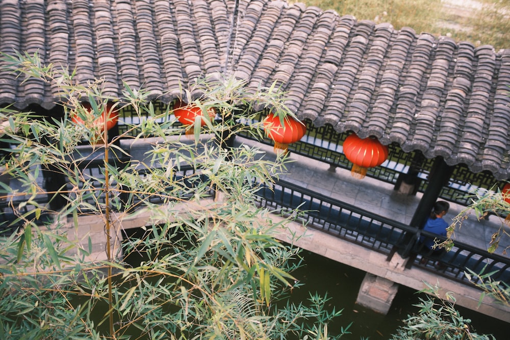 une vue d’un toit avec des tomates rouges qui y sont suspendues