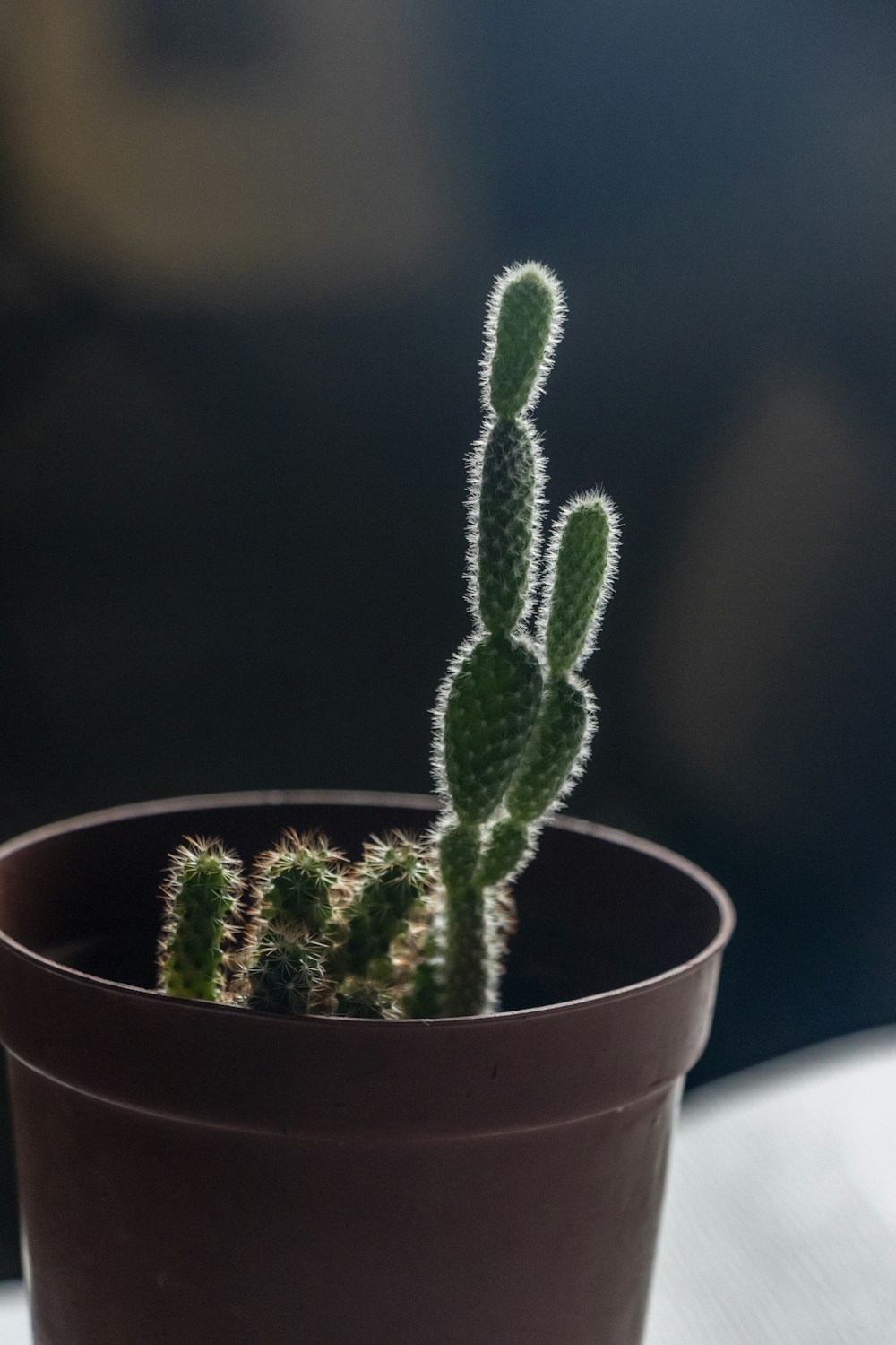 a small cactus in a brown pot on a table