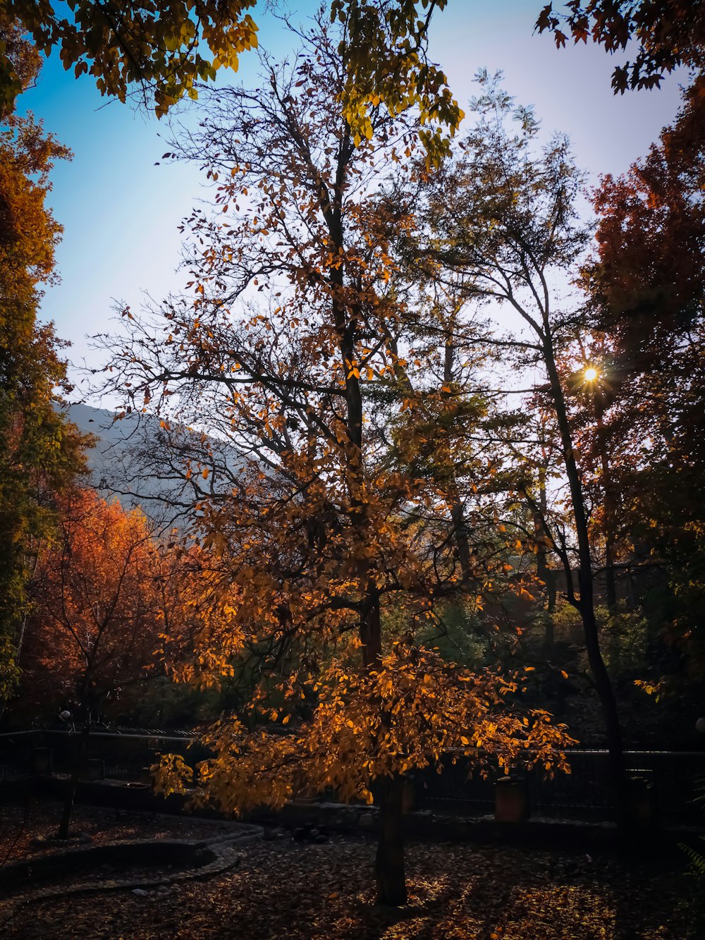 a tree in the middle of a forest with a mountain in the background