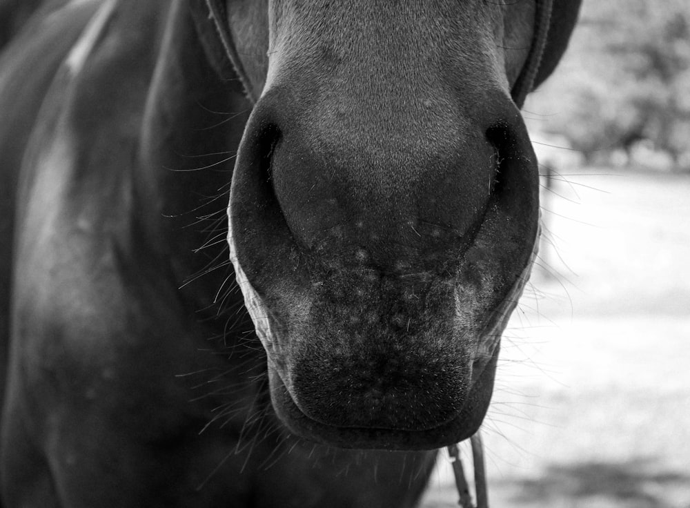 a black and white photo of a horse's nose