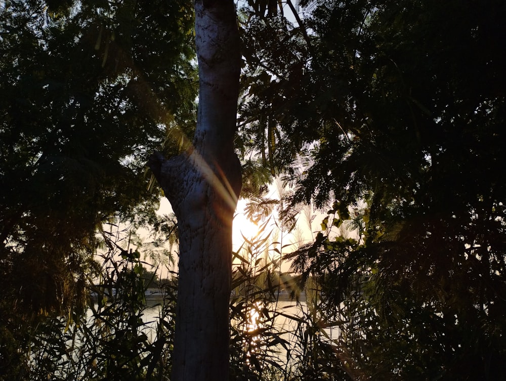 the sun shines through the leaves of a tree