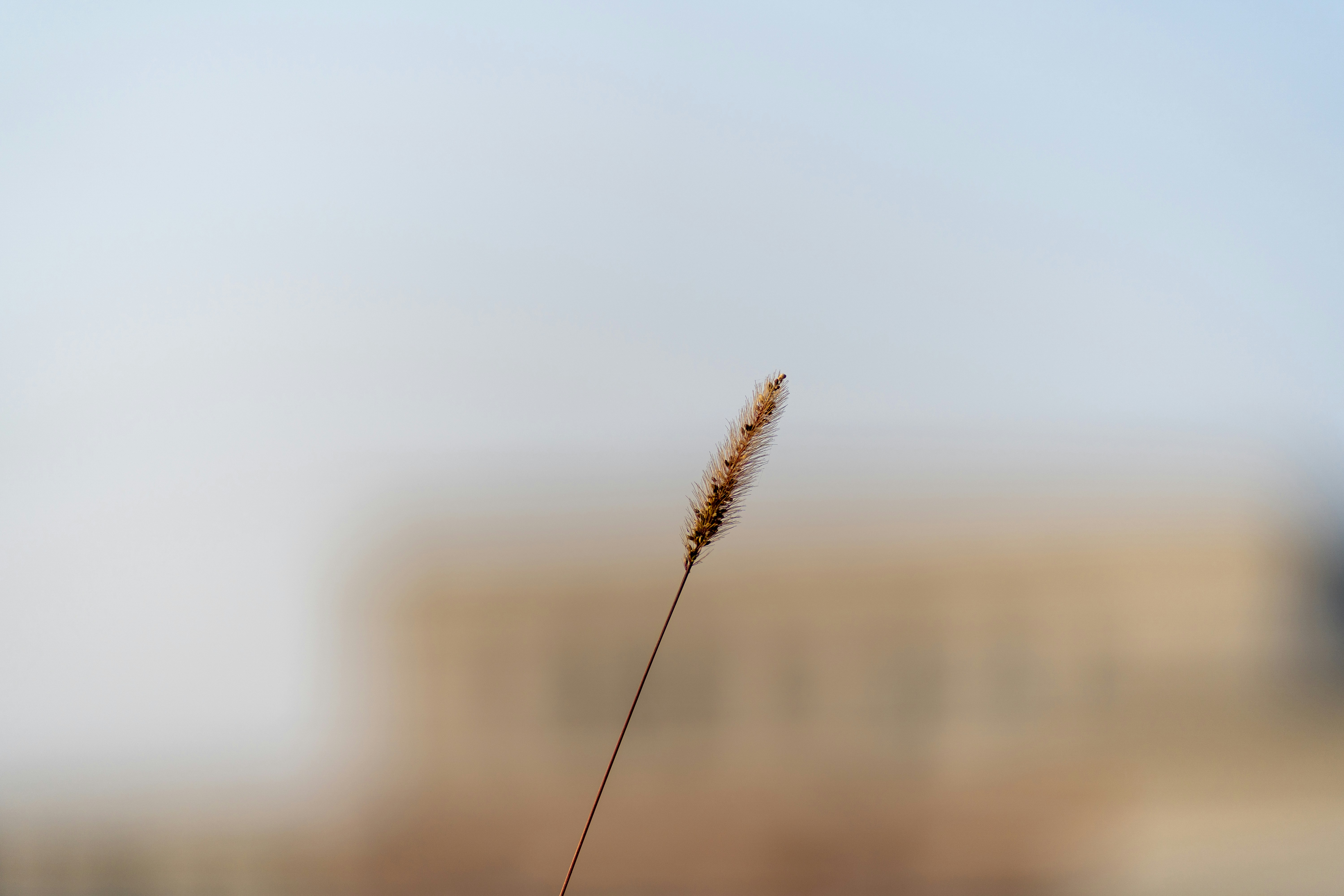 a blurry photo of a plant with a building in the background