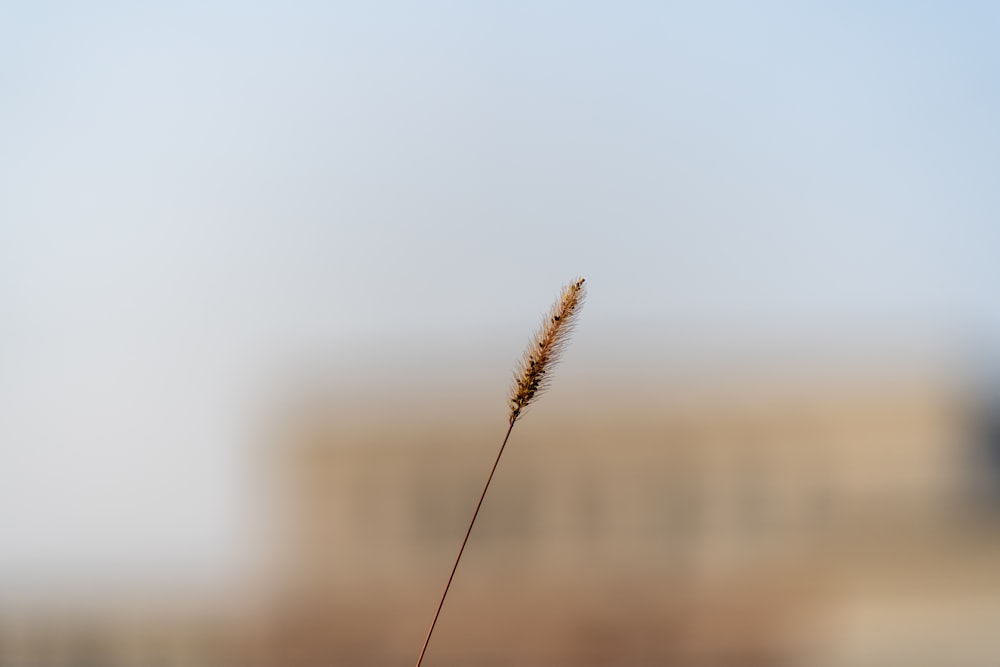 una foto sfocata di una pianta con un edificio sullo sfondo
