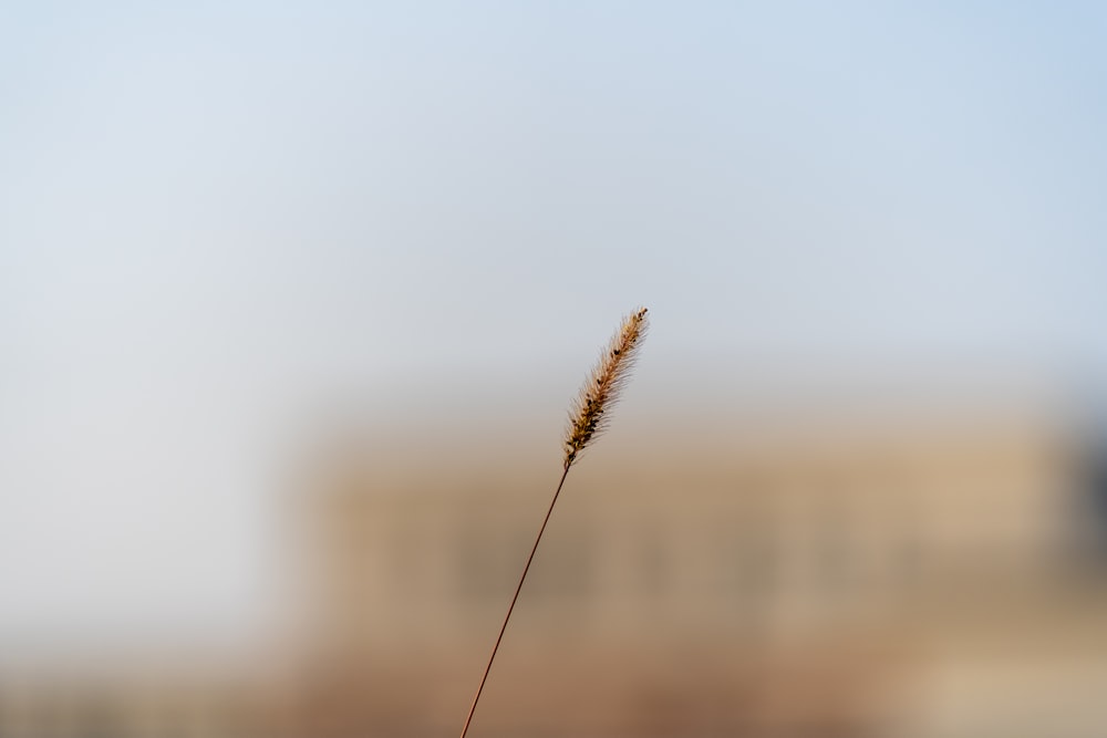 una foto borrosa de una planta con un edificio en el fondo