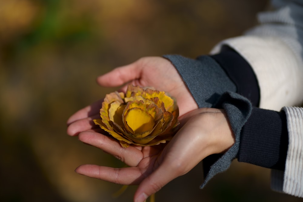 a person holding a yellow flower in their hands