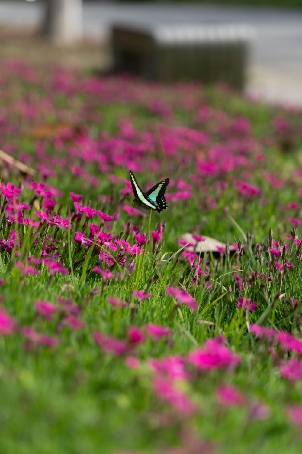 a green and blue butterfly flying over a field of pink flowers