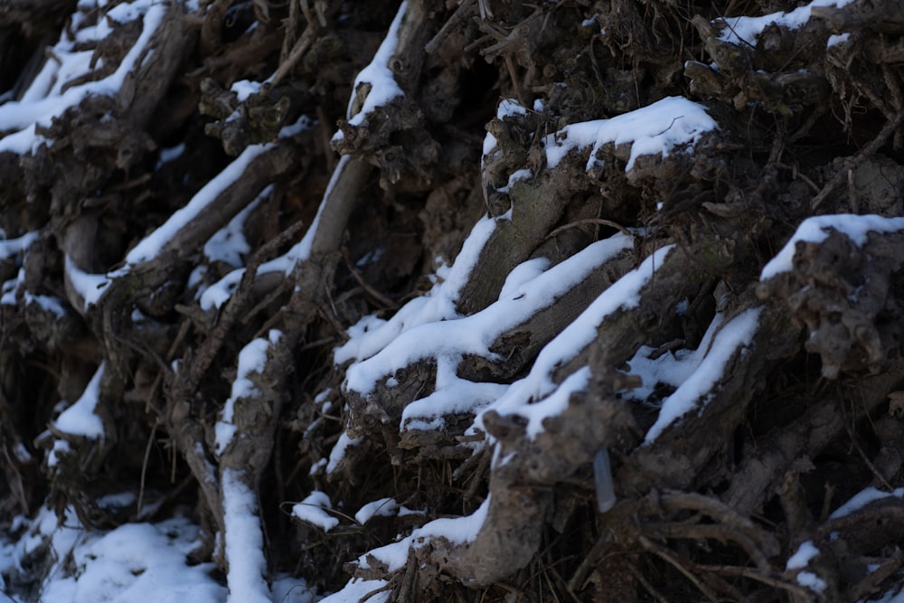 a bunch of branches that are covered in snow