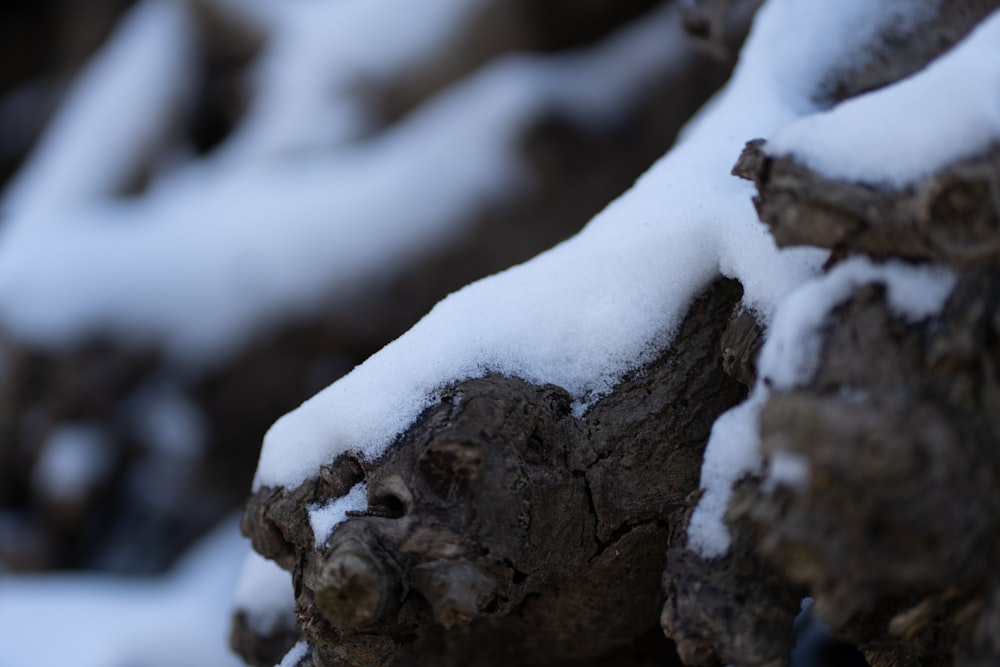 a close up of snow on a tree trunk