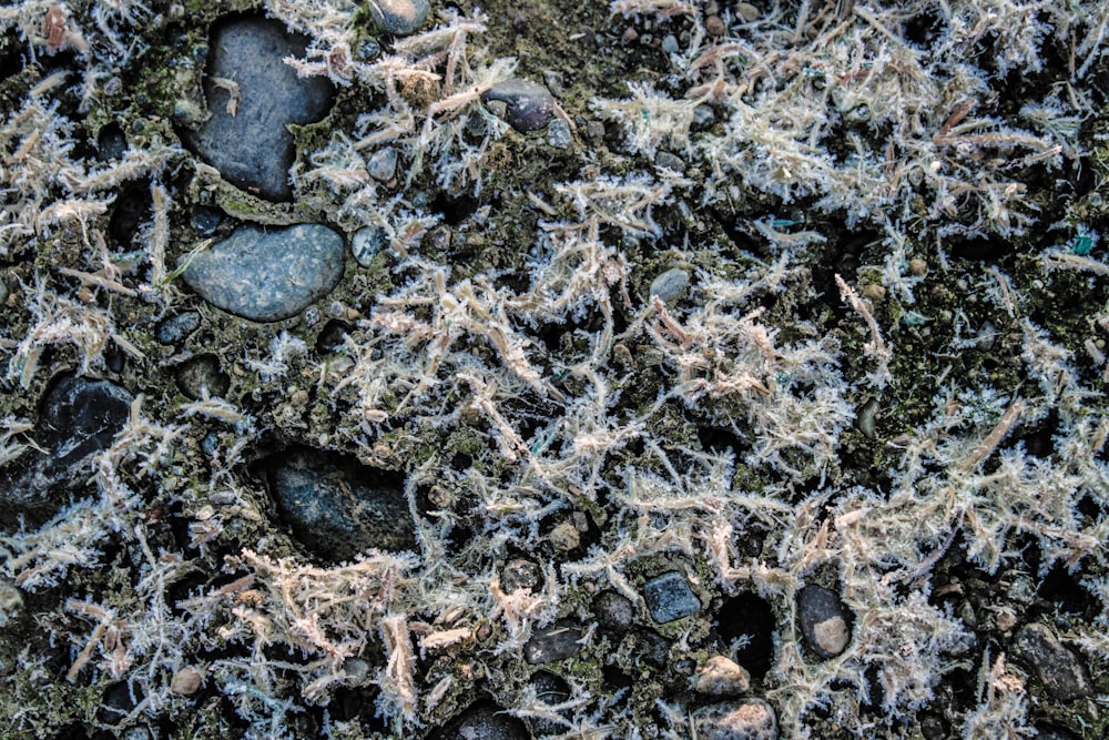 a close up of a rock covered in lichen