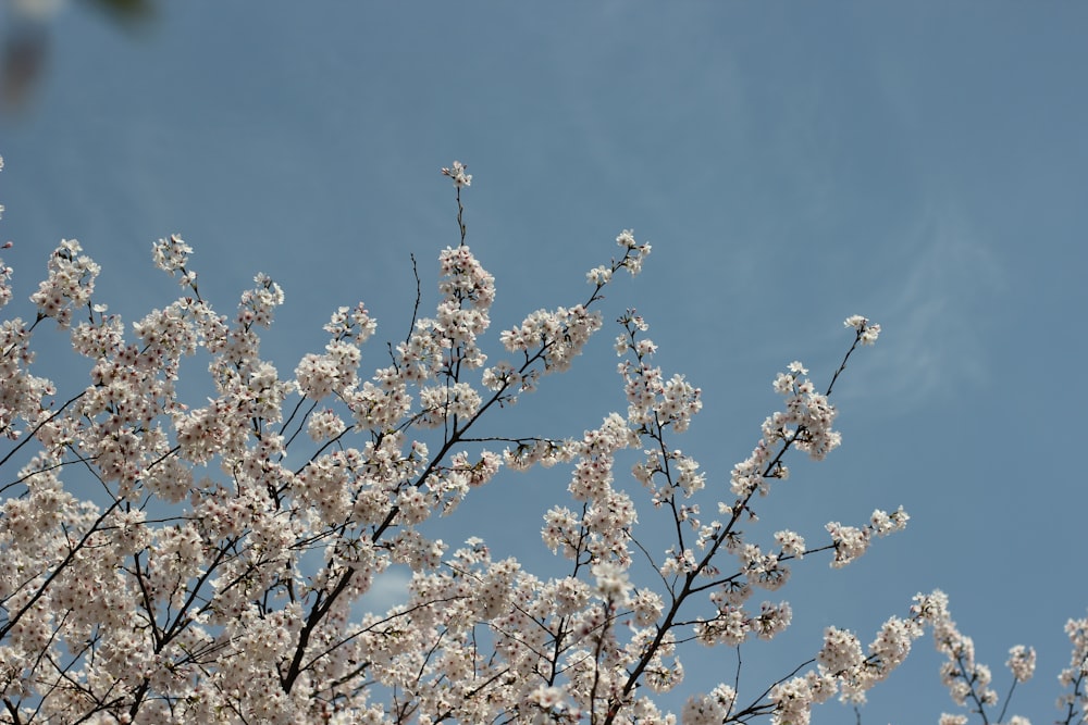 a tree with lots of white flowers in front of a blue sky