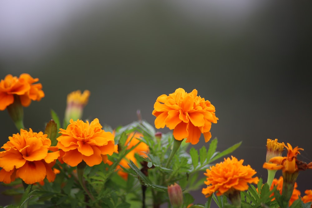 a group of orange flowers with green leaves