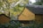 Several traditional Chinese-style buildings with yellow walls and dark gray tiled roofs are partially obscured by lush green foliage and overhanging branches. The scene is tranquil and surrounded by trees with green and yellow leaves.