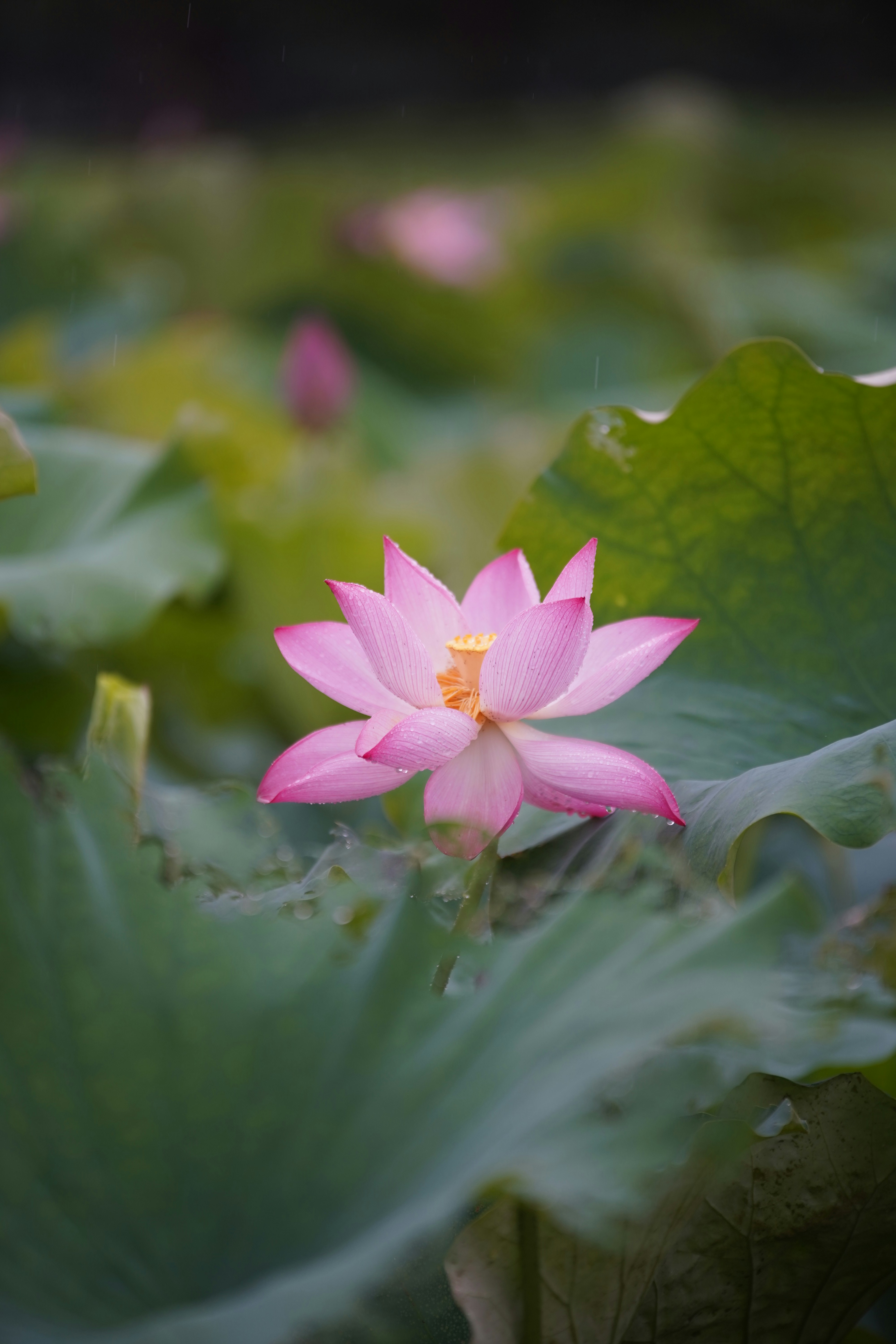 Une fleur de lotus rose s’épanouissant dans un étang photo Photo
