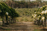 Rows of lush dragon fruit plants stretching across the fertile Jordanian soil.