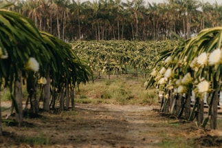 A friendly customer service representative assisting a grower over the phone surrounded by dragon fruit plants.