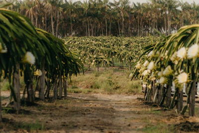 Rows of lush dragon fruit plants stretching across the fertile Jordanian soil.