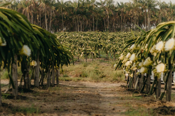 Rows of dragon fruit plants climbing sturdy trellises in the lush green farm fields.
