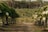 Rows of lush dragon fruit plants with large, flowering blooms are arranged in an orderly plantation. The background reveals a dense forest of tall palm trees. The ground is patchy with a mixture of grass and bare earth.