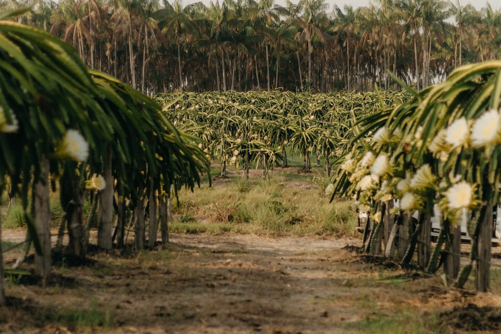 a dirt road surrounded by palm trees and white flowers