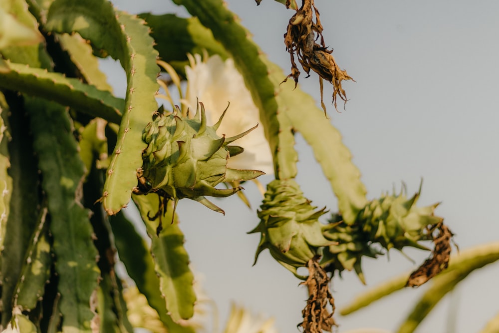 a close up of a cactus plant with a sky background