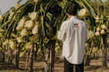 A farmer carefully inspecting ripe dragon fruits ready for picking.