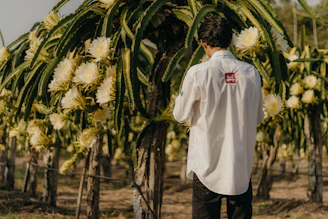Farm workers carefully harvesting dragon fruit in a sunlit tropical orchard.