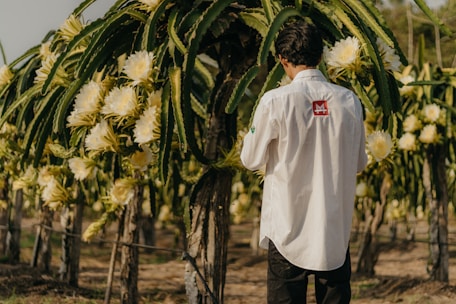 A farmer inspecting healthy dragon fruit plants in a sunlit orchard.