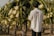 A person is standing in a field of dragon fruit plants with large white flowers. They are wearing a light-colored shirt with a logo on the back and appear to be tending to the plants. The scene is set outdoors in a natural environment with sunlight illuminating the flowers.