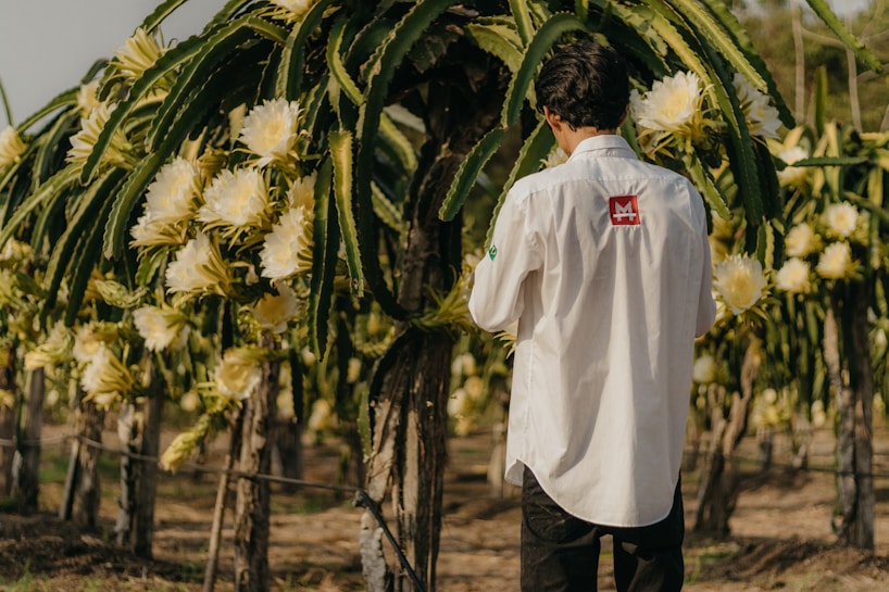 A person is standing in a field of dragon fruit plants with large white flowers. They are wearing a light-colored shirt with a logo on the back and appear to be tending to the plants. The scene is set outdoors in a natural environment with sunlight illuminating the flowers.