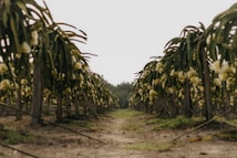 A pathway runs symmetrically between two rows of dragon fruit plants. The plants are supported by wooden stakes and have long green stems with white flowers blooming on them. The ground is a mixture of soil and patches of greenery, and there is a hazy background with trees visible in the distance.