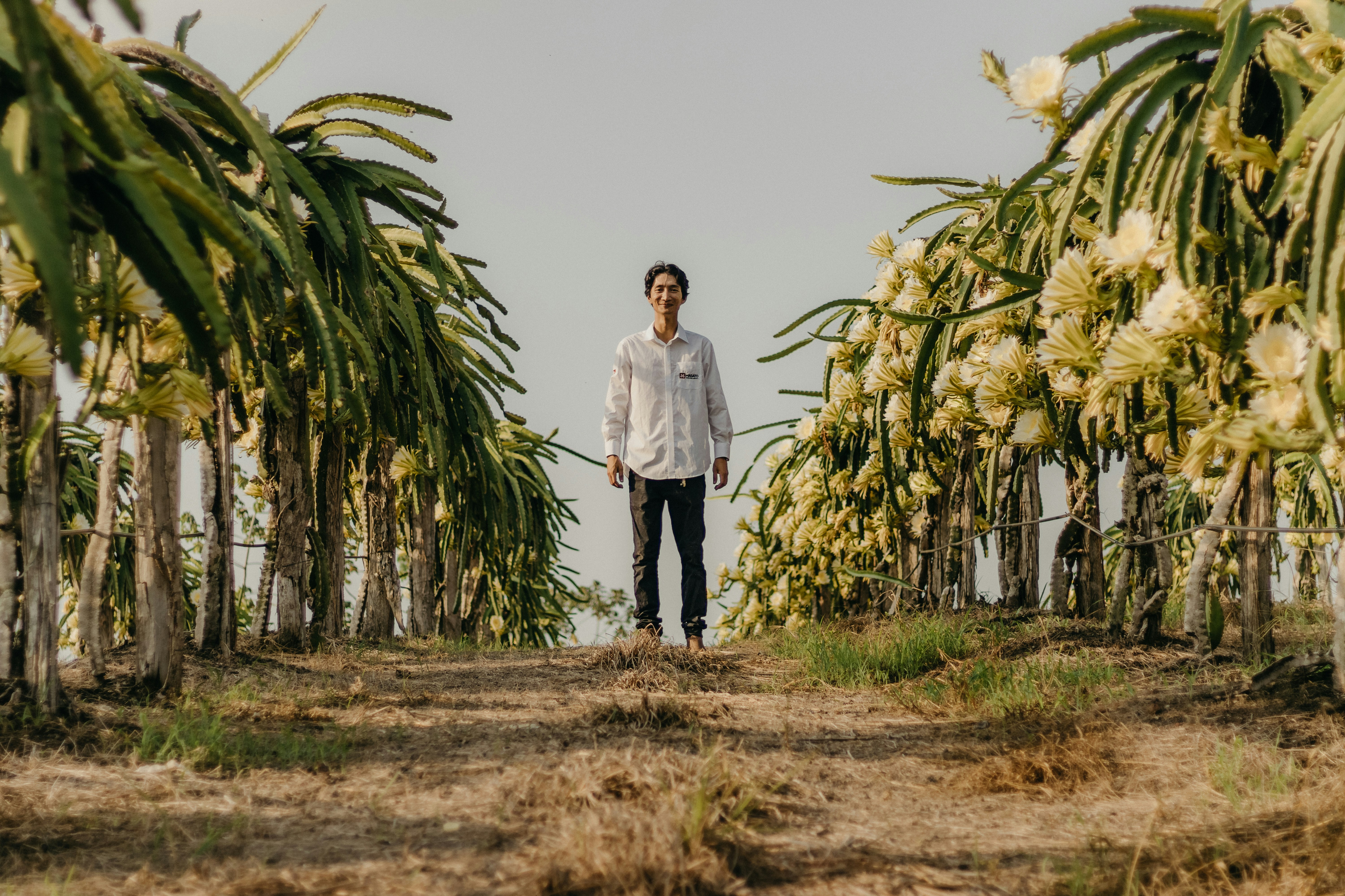 a man standing in a field of palm trees