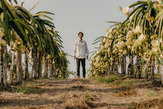 a man standing in a field of palm trees