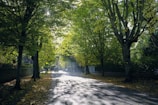 Quiet tree-lined avenue bathed in soft afternoon light.