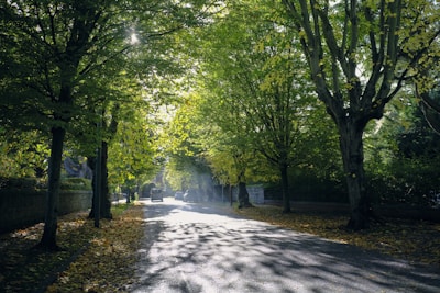 A serene view of a Bronx street with gentle morning light, reflecting calm and care.