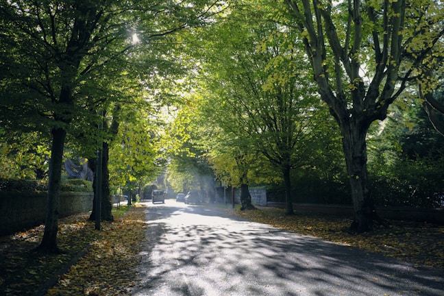 Quiet tree-lined avenue bathed in soft afternoon light.
