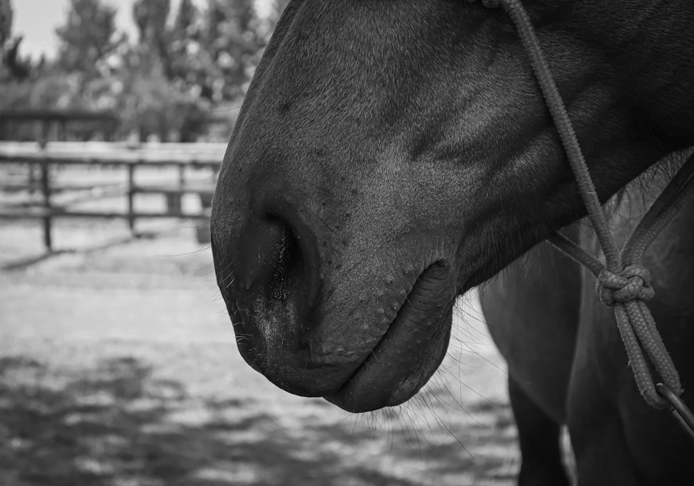 a black and white photo of a horse