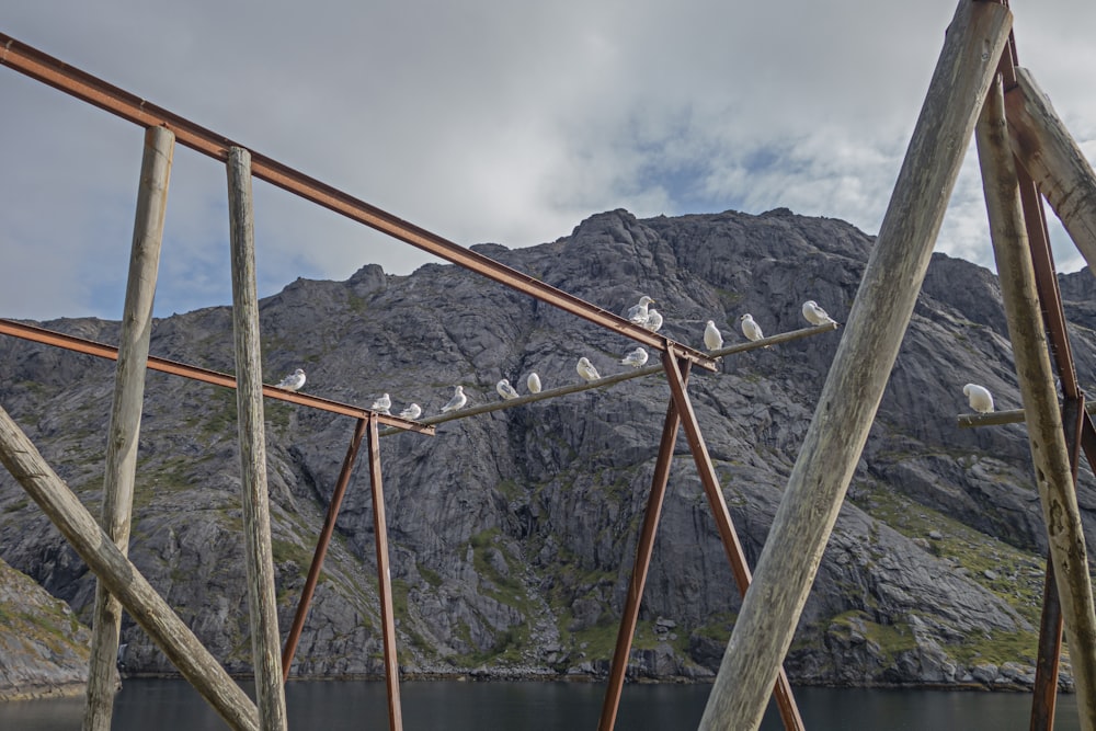 a flock of birds sitting on top of a wooden structure