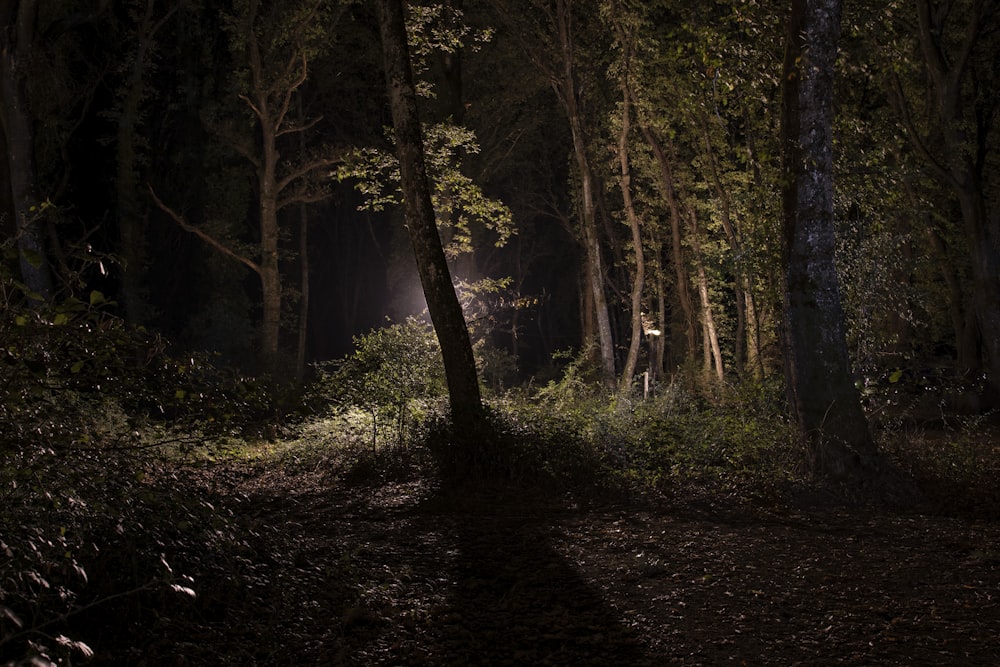 a dark forest with a light shining through the trees