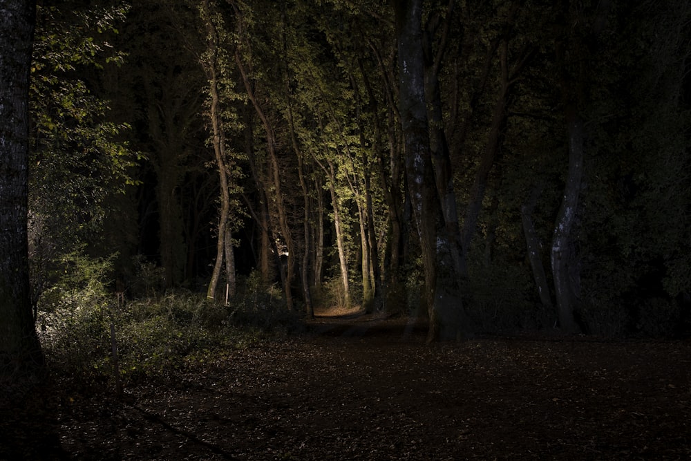 a path in the woods lit by a flashlight