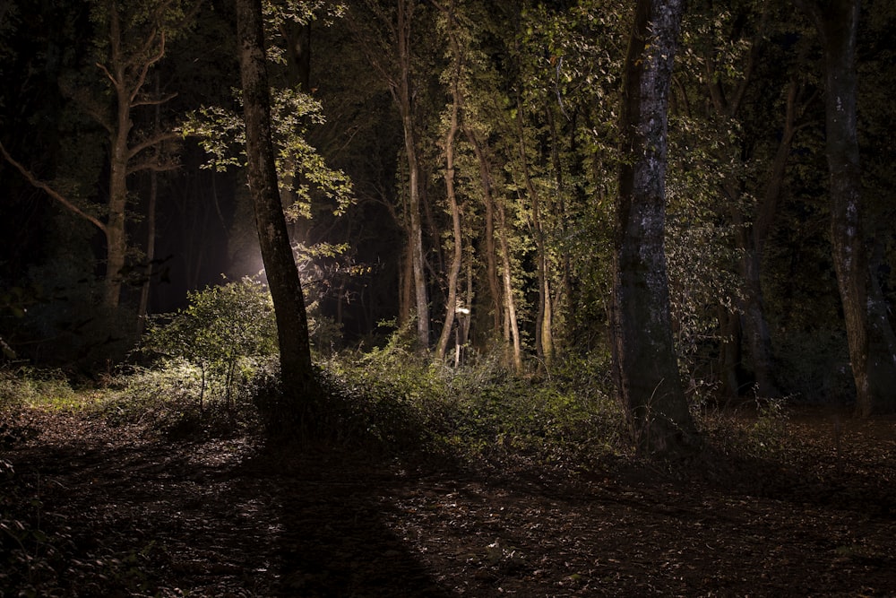 a dark forest at night with a light shining through the trees