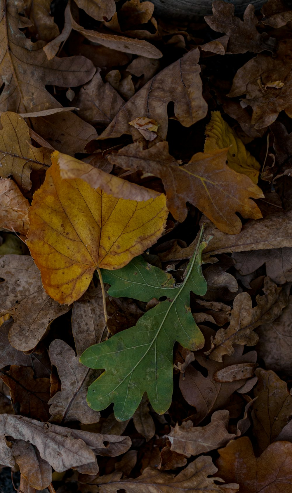 a group of leaves laying on the ground