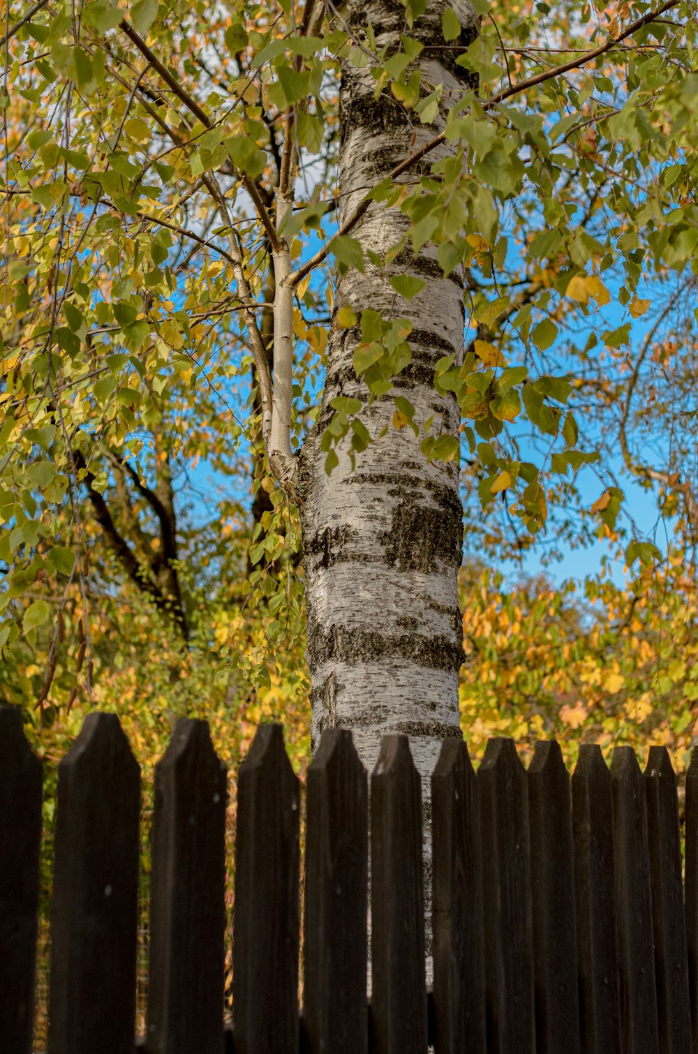 a tree with leaves on it next to a fence